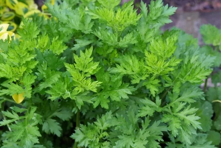 Vì sao người xưa khuyên trồng ngải cứu trước cửa nhà?