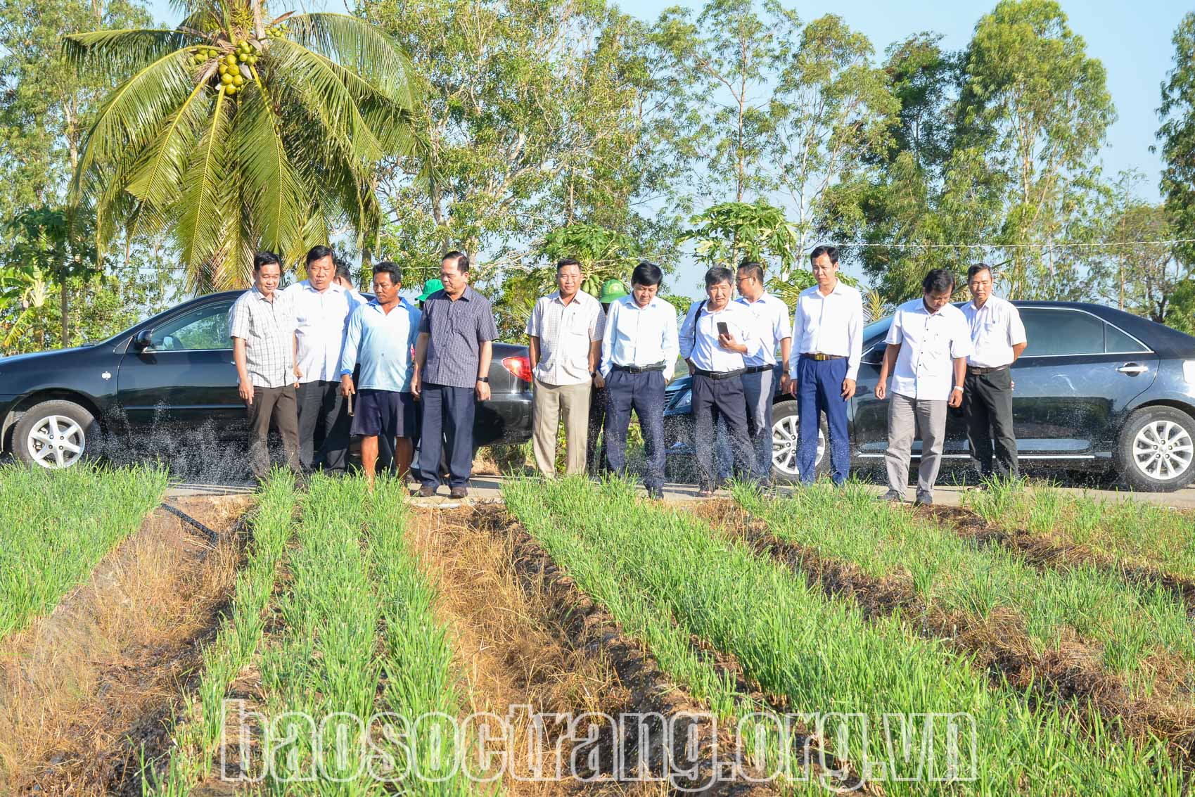 Hiệu quả từ hệ thống tưới phun sương bằng ống mềm