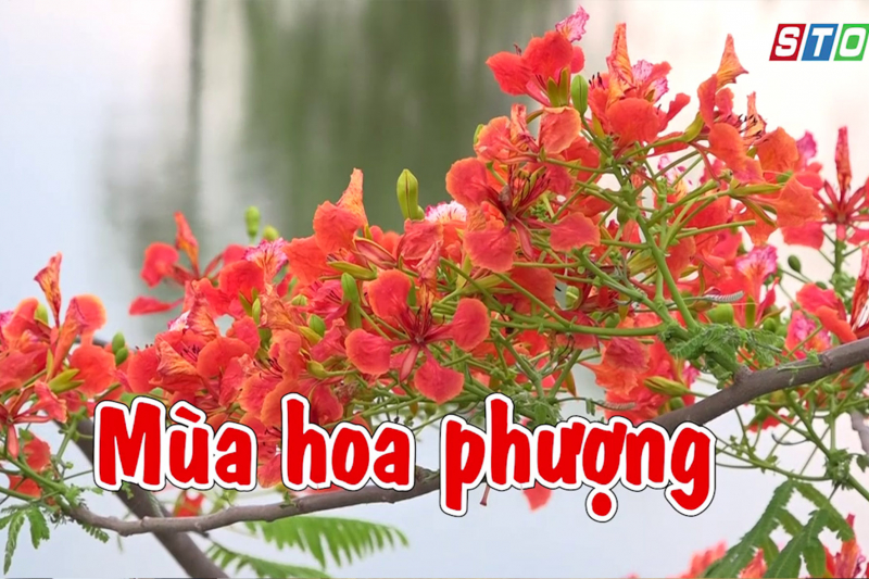 [Media] Mùa hoa phượng