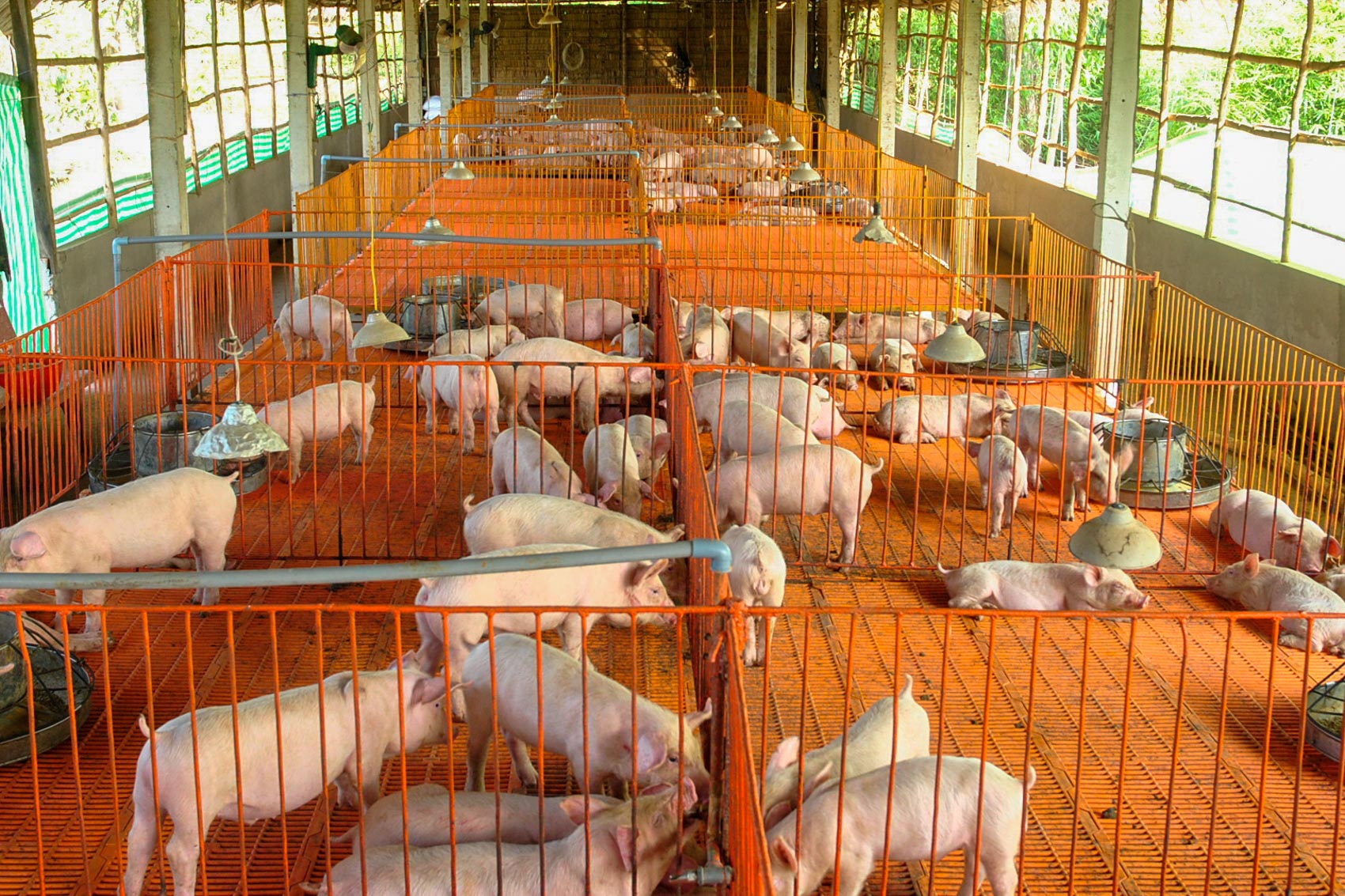 Phía sau chuyện tăng giá heo hơi