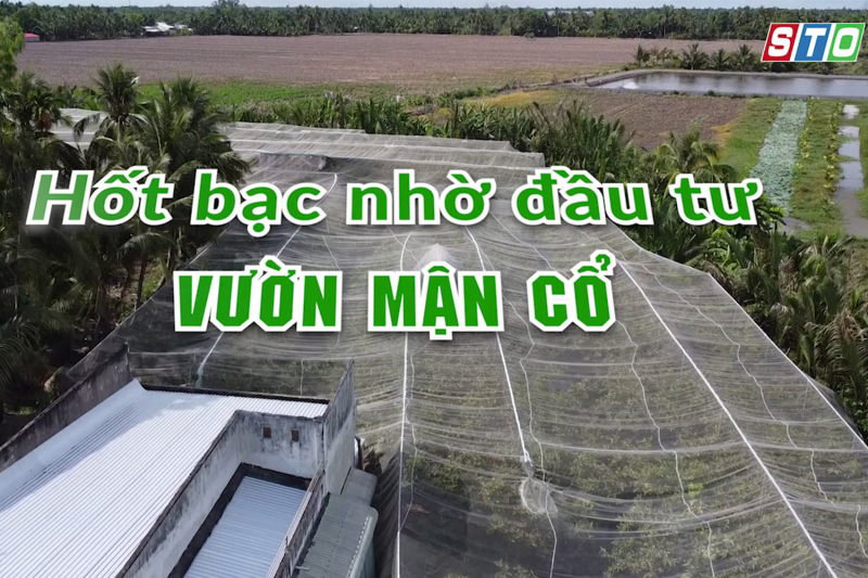 [Media] Hốt bạc nhờ đầu tư vườn mận cổ