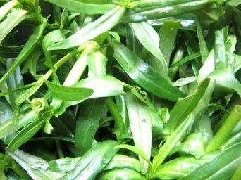 Cây rau ngổ chữa bệnh gì?