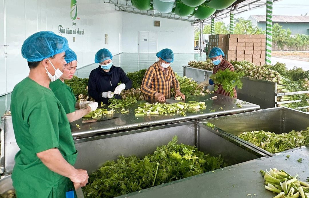 Để nông sản không... “sáng tươi - chiều héo”