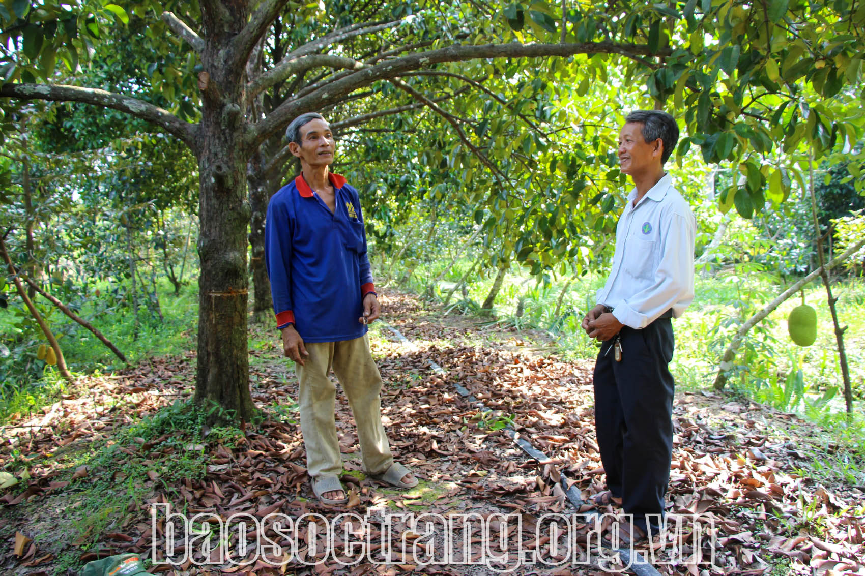 Măng cụt chậm cho trái, giá đầu vụ không cao