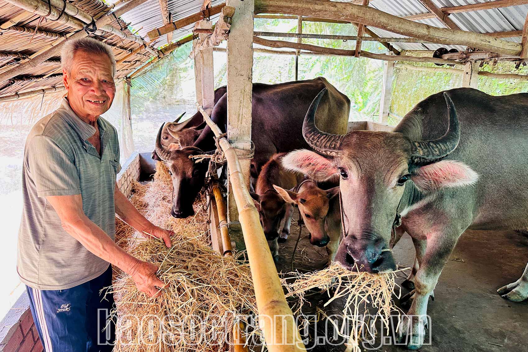 Phát triển kinh tế nhờ mô hình “chăn nuôi trâu, bò sinh sản - thịt”