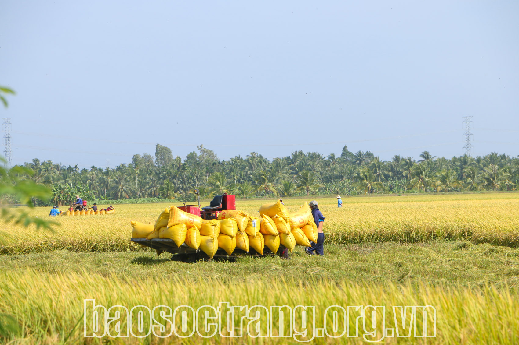 Cần có cơ chế, chính sách trong liên kết tiêu thụ lúa
