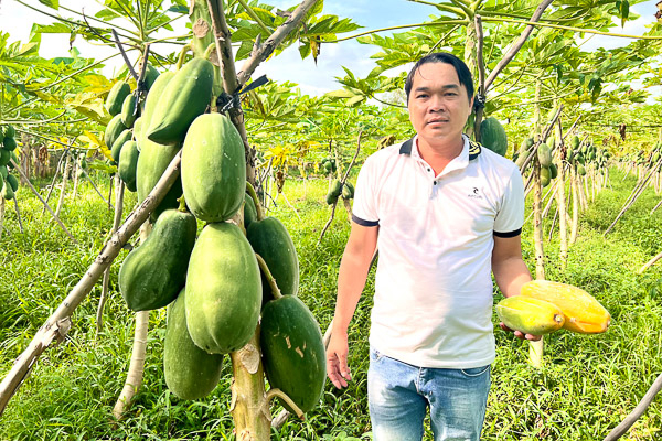 Trồng đu đủ ruột vàng thu nhập hàng trăm triệu đồng