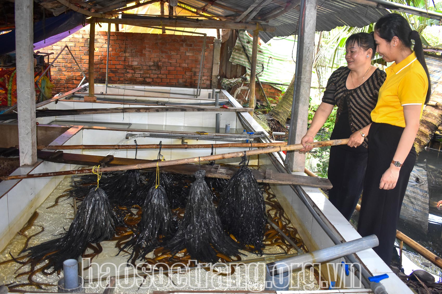 Hội viên phụ nữ thu nhập ổn định từ mô hình nuôi lươn không bùn