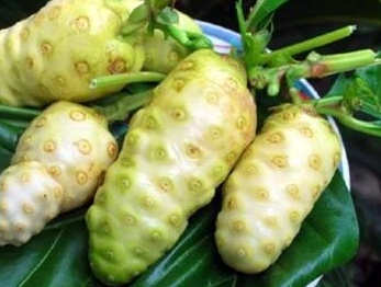 Quả nhàu có tác dụng gì với sức khoẻ?