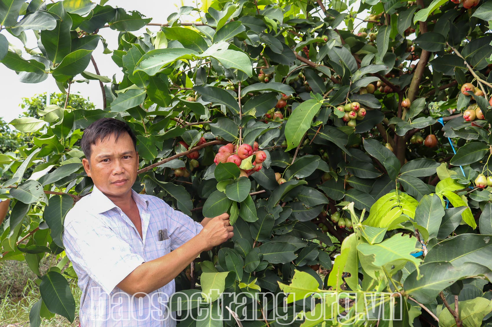 Cây mận hồng phát triển trên vùng đất cù lao