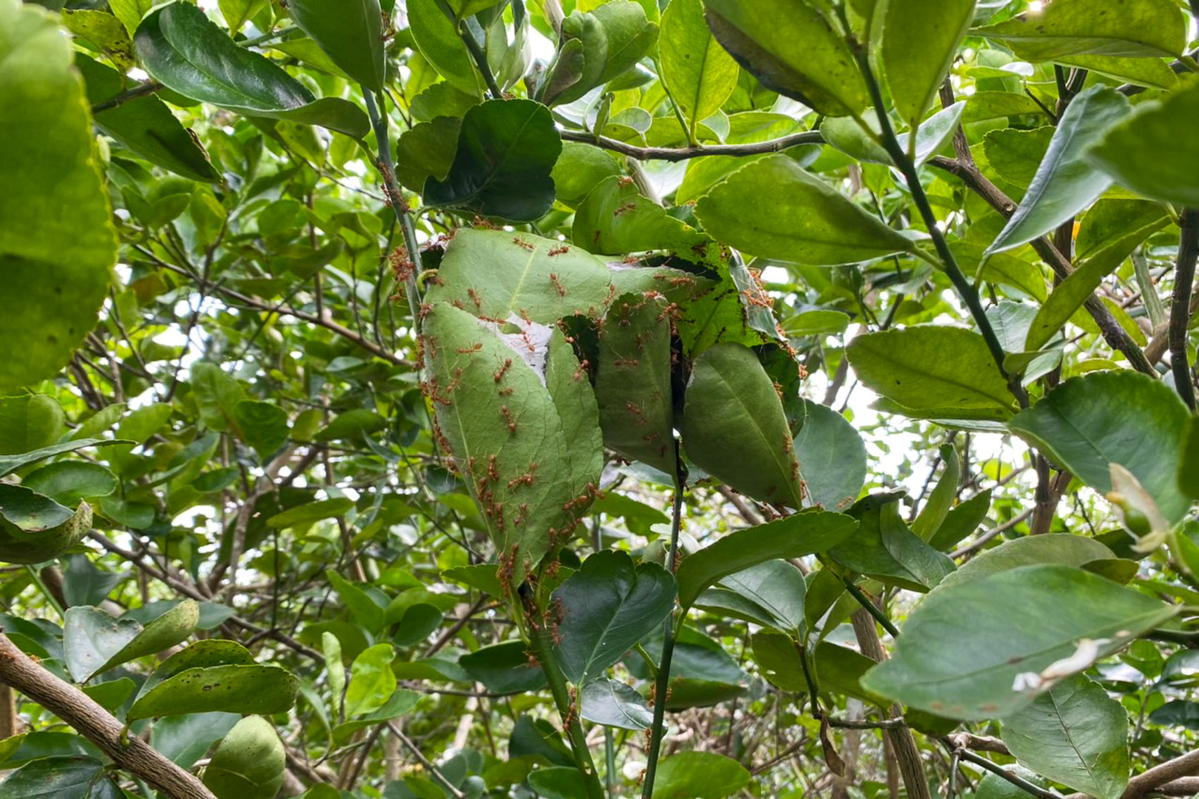 Thương nhớ kiến vàng